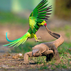 Papugi przeganiają jaszczurkę